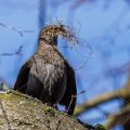 Amsel (Turdus merula) Weibchen mit Nistmaterial
