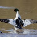 Gänsesäger (Mergus merganser) Männchen