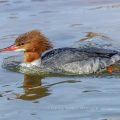 Gänsesäger (Mergus merganser) Weibchen