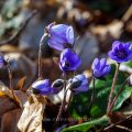 Leberblümchen (Hepatica nobilis)