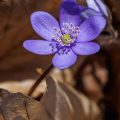 Leberblümchen (Hepatica nobilis)