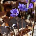 Leberblümchen (Hepatica nobilis)
