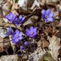 Leberblümchen (Hepatica nobilis)
