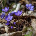 Leberblümchen (Hepatica nobilis)