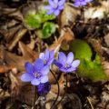 Leberblümchen (Hepatica nobilis)