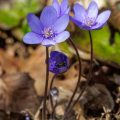Leberblümchen (Hepatica nobilis)
