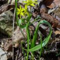 Wald-Gelbstern (Gagea lutea)