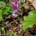 Hohler Lerchensporn (Corydalis cava)
