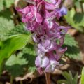 Hohler Lerchensporn (Corydalis cava)