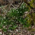 Märzenbecher (Leucojum vernum)