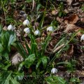 Märzenbecher (Leucojum vernum)