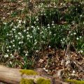 Märzenbecher (Leucojum vernum)