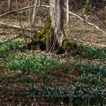 Märzenbecher (Leucojum vernum)