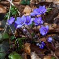 Leberblümchen (Hepatica nobilis)
