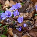 Leberblümchen (Hepatica nobilis)