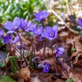 Leberblümchen (Hepatica nobilis)
