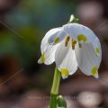 Märzenbecher (Leucojum vernum)