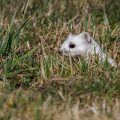 Hermelin (Mustela erminea)