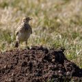 Feldlerche (Alauda arvensis)