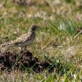 Feldlerche (Alauda arvensis)