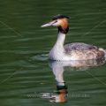 Haubentaucher (Podiceps cristatus)