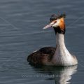 Haubentaucher (Podiceps cristatus)