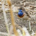 Weißsterniges Blaukehlchen (Luscinia svecica) Männchen