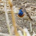 Weißsterniges Blaukehlchen (Luscinia svecica) Männchen
