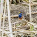 Weißsterniges Blaukehlchen (Luscinia svecica) Männchen