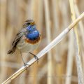 Weißsterniges Blaukehlchen (Luscinia svecica) Männchen