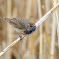 Weißsterniges Blaukehlchen (Luscinia svecica) Männchen