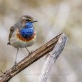 Weißsterniges Blaukehlchen (Luscinia svecica) Männchen