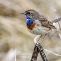 Weißsterniges Blaukehlchen (Luscinia svecica) Männchen