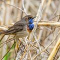 Weißsterniges Blaukehlchen (Luscinia svecica) Männchen