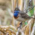 Weißsterniges Blaukehlchen (Luscinia svecica) Männchen