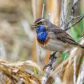 Weißsterniges Blaukehlchen (Luscinia svecica) Männchen