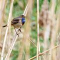 Weißsterniges Blaukehlchen (Luscinia svecica) Männchen