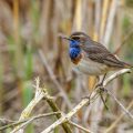 Weißsterniges Blaukehlchen (Luscinia svecica) Männchen