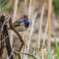 Weißsterniges Blaukehlchen (Luscinia svecica) Männchen