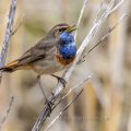 Weißsterniges Blaukehlchen (Luscinia svecica) Männchen