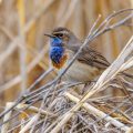 Weißsterniges Blaukehlchen (Luscinia svecica) Männchen