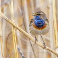 Weißsterniges Blaukehlchen (Luscinia svecica) Männchen