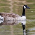 Kanadagans (Branta canadensis)