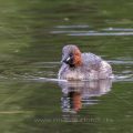 Zwergtaucher (Tachybaptus ruficollis)