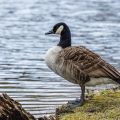 Kanadagans (Branta canadensis)