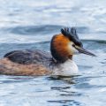 Haubentaucher (Podiceps cristatus)