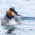 Haubentaucher (Podiceps cristatus)