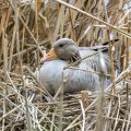 Graugans (Anser anser) brütet