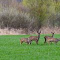 Rehe (Capreolus capreolus)