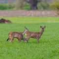 Rehe (Capreolus capreolus)